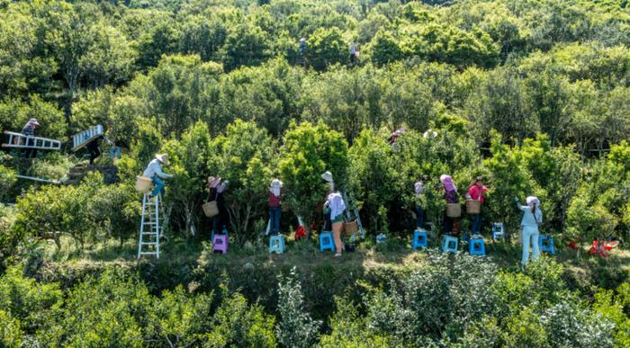 潮州去年出口茶叶货值2.4亿元 同比增长40.3% 出口规模再创新高