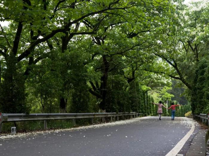 农村公路建设占用林地难题如何破解？这个省首创路林共建模式！