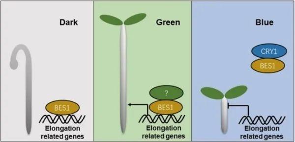 研究揭示绿光通过调控油菜素甾醇信号促进植物伸长