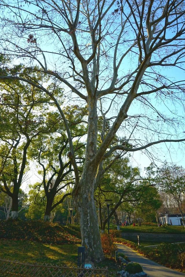 静安古树阅览室第四篇：六个树种汇聚一园，闸北公园有个“古树大家庭”