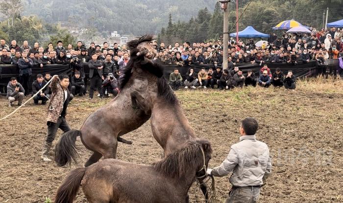 高清组图丨广西融水香粉古龙坡会吸引数万游客前来打卡游玩