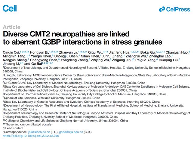 Cell封面：浙大团队揭示无膜细胞器异常是导致周围神经病的关键机制