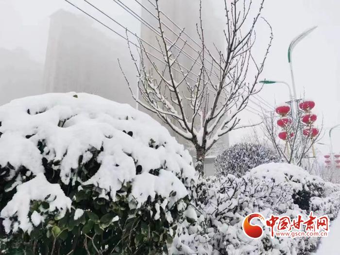 【陇拍客】平凉华亭：春日飞花落万家 一城白雪兆丰年