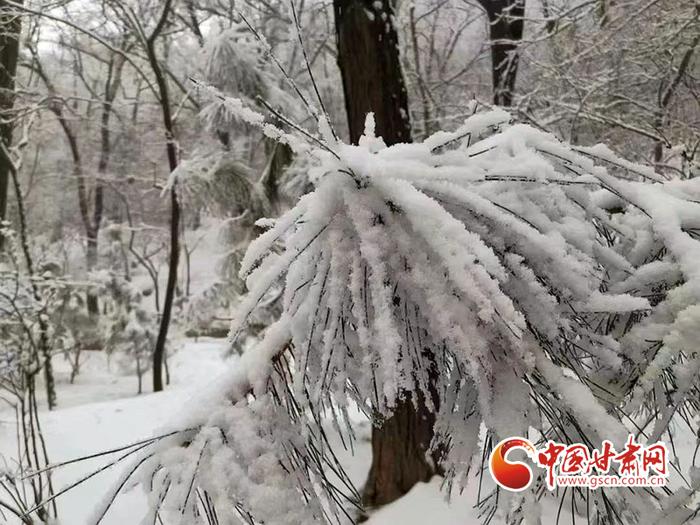 【陇拍客】平凉华亭：春日飞花落万家 一城白雪兆丰年