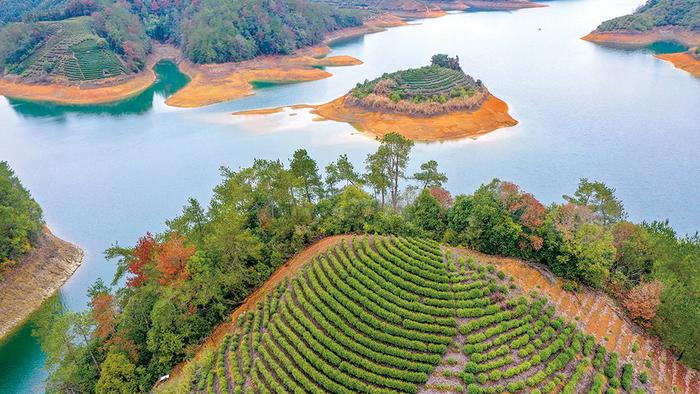 ​浙江省杭州市淳安县“湖上茶园”构成一幅醉人的初春图景