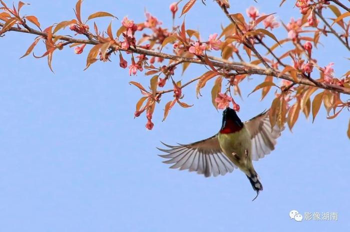 春天来了，想好去湖南哪里赏花了吗