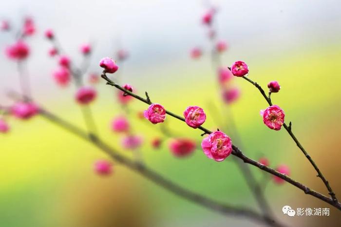 春天来了，想好去湖南哪里赏花了吗