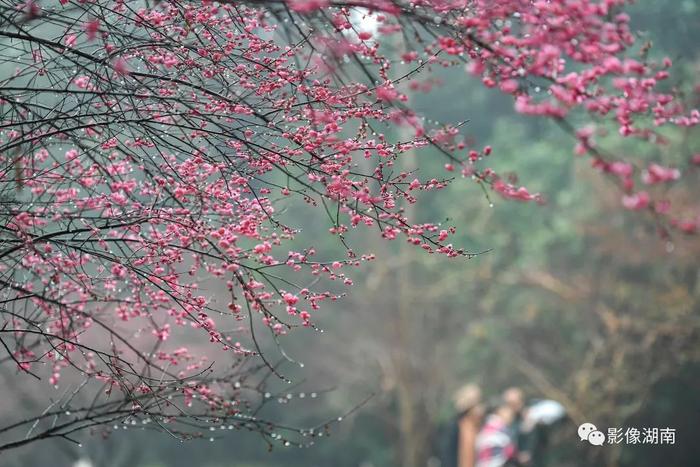 春天来了，想好去湖南哪里赏花了吗