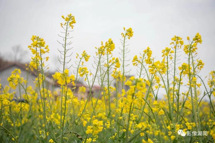 春天来了，想好去湖南哪里赏花了吗