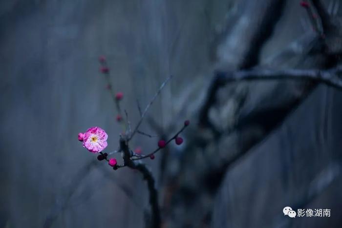 春天来了，想好去湖南哪里赏花了吗