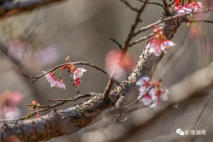 春天来了，想好去湖南哪里赏花了吗