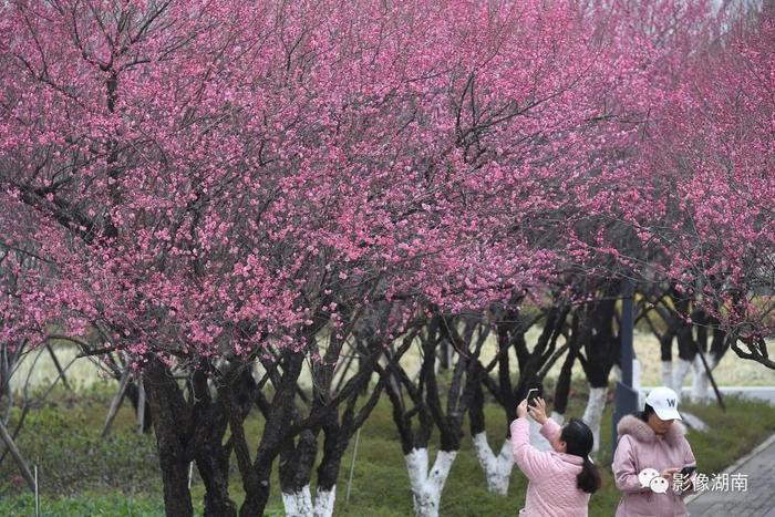 春天来了，想好去湖南哪里赏花了吗