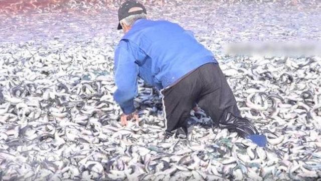 科技观察丨日本沙滩惊现大量沙丁鱼尸体 与土耳其地震和海水污染有关吗？