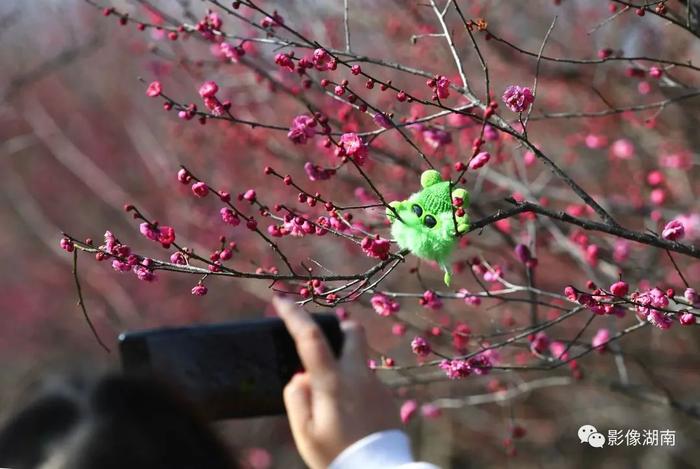 春天来了，想好去湖南哪里赏花了吗