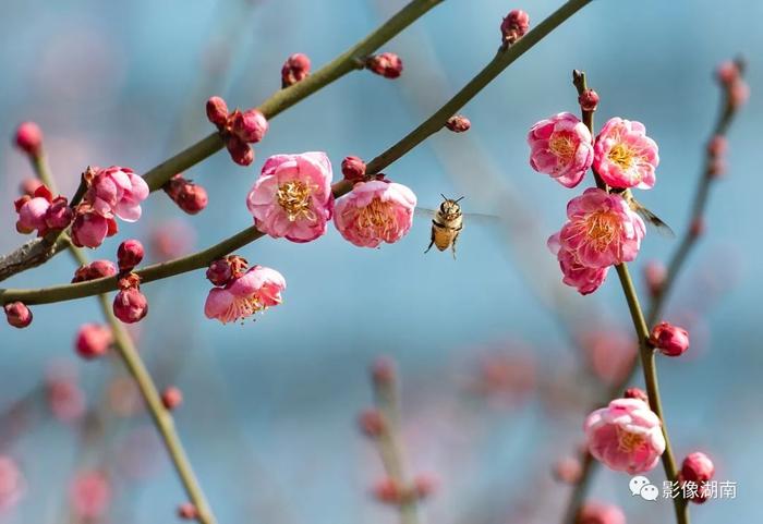 春天来了，想好去湖南哪里赏花了吗