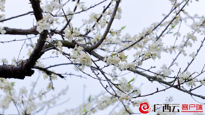 桂林市平乐县阳安乡登上央视《新闻联播》：李花漫山飘“雪”迎客来