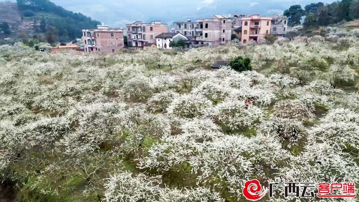 桂林市平乐县阳安乡登上央视《新闻联播》：李花漫山飘“雪”迎客来