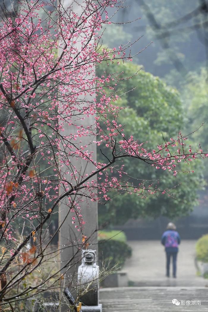 春天来了，想好去湖南哪里赏花了吗