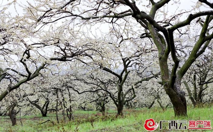 桂林市平乐县阳安乡登上央视《新闻联播》：李花漫山飘“雪”迎客来