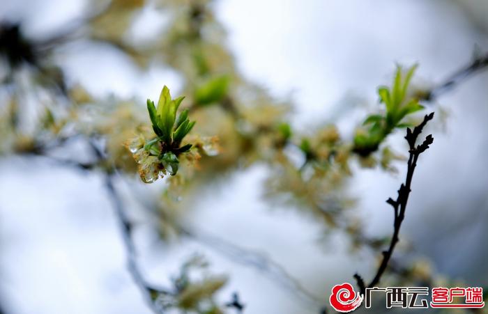 桂林市平乐县阳安乡登上央视《新闻联播》：李花漫山飘“雪”迎客来