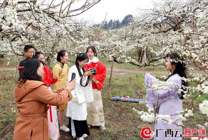 桂林市平乐县阳安乡登上央视《新闻联播》：李花漫山飘“雪”迎客来