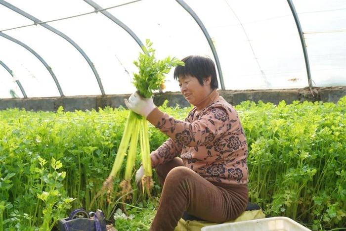 天津武清：“三九”天里香芹绿 津沽田中春耕忙