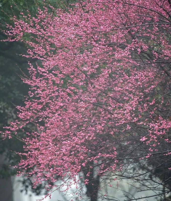 春天来了，想好去湖南哪里赏花了吗