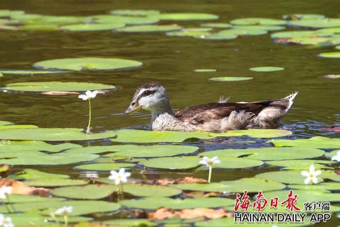 昌江首次拍到4只棉凫“同框” 突破历史记录