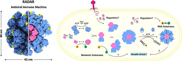 中科院生物物理所揭示RADAR超分子机器执行RNA脱氨和抗病毒免疫的机制
