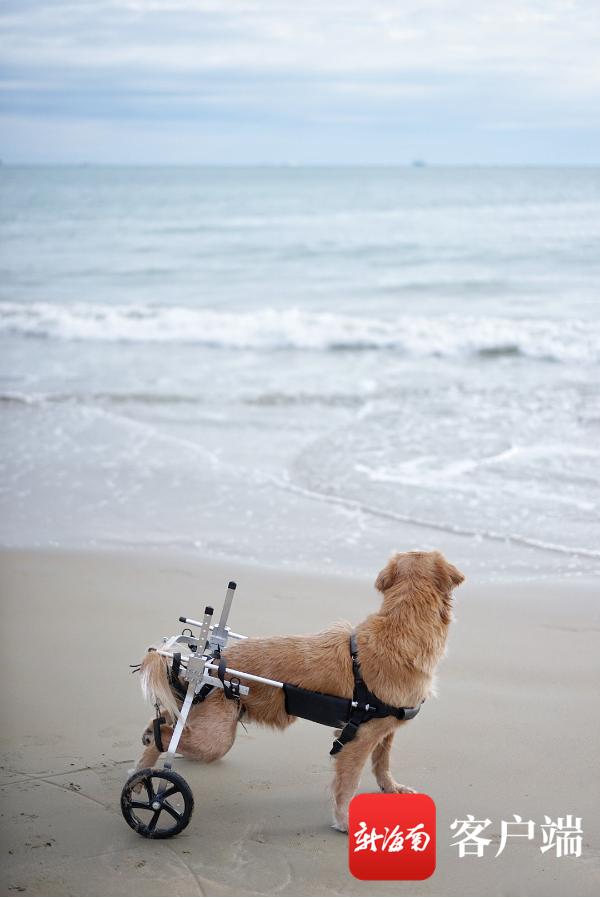 走，带你去圆梦！长沙妹子带着因病瘫痪的爱狗驱车1600公里到三亚看海