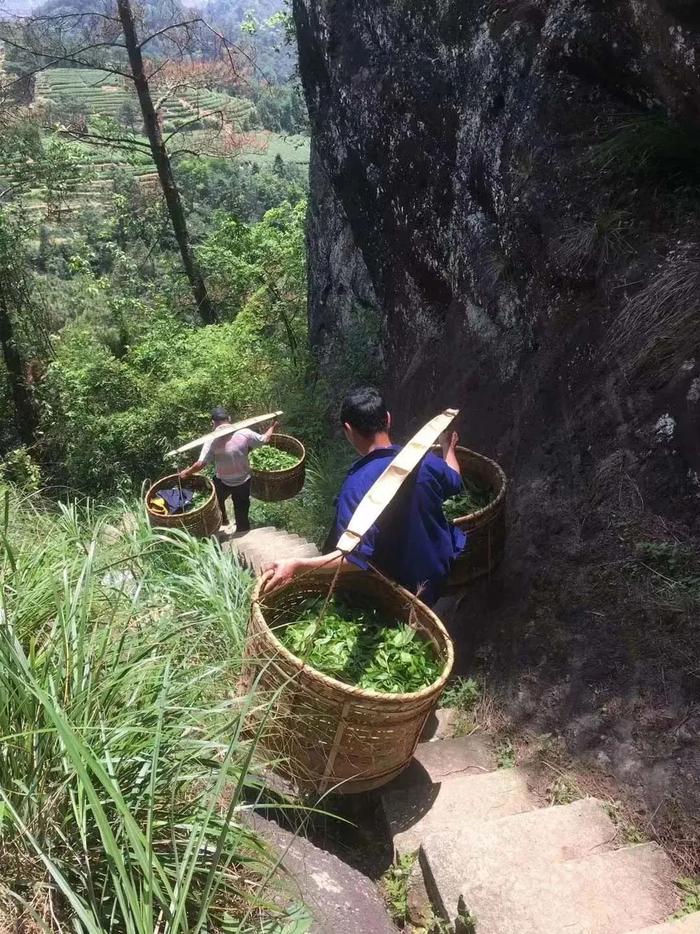 武夷岩茶的尽头是“老丛水仙”？