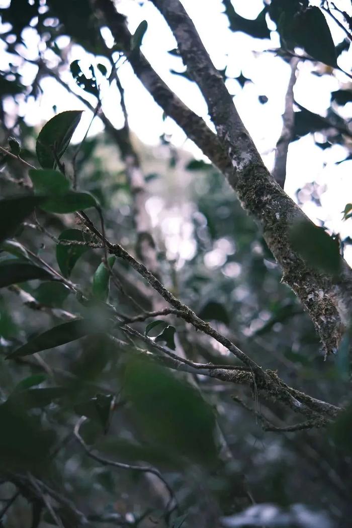 武夷岩茶的尽头是“老丛水仙”？