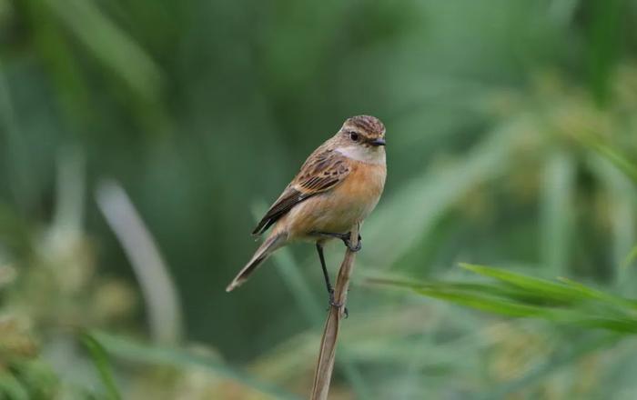 Discover Shenzhen｜The Amur stonechat 东亚石䳭