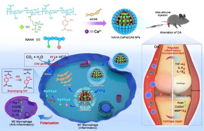 王坚成团队和江东团队在重塑炎症微环境治疗骨关节炎研究领域取得新进展