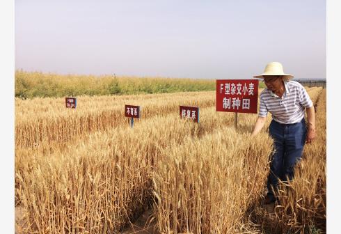 中央一号文件公布：确保全国粮食产量保持在1.3万亿斤以上 实施“一县一业”强县富民工程