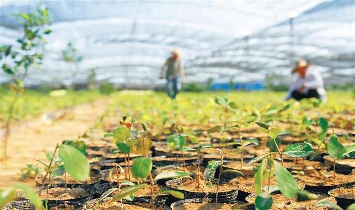 是灵魂蘸料还能疗伤护肤，海南这款家藏“神油”，你有吗？