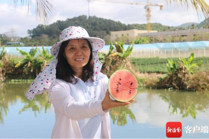 长在架子上的彩虹西瓜！“南繁二代”徐志红梦想成真