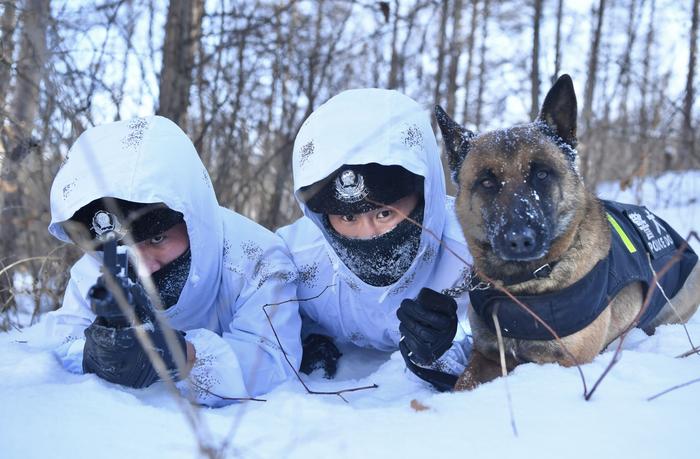 来自边境检查站的警犬“汪汪队”