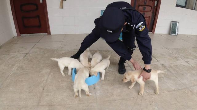 从“娃娃”抓起 看警队“萌犬”是如何训练的