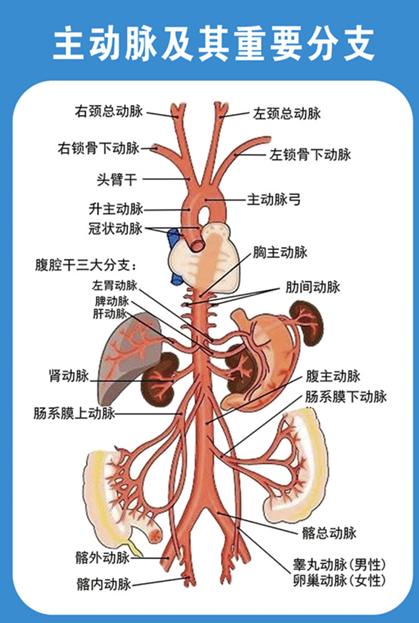 上海德达医院孙立忠教授团队提醒：阳康之后，警惕血管上的“不定时炸弹”