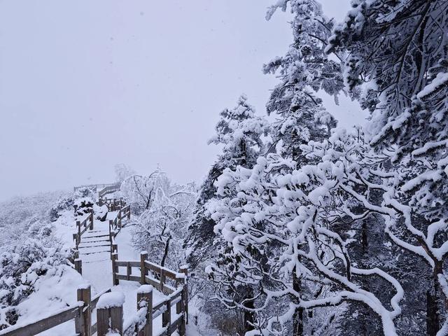 游知道｜情人节约会指南，成都周边赏花看雪玩转摩天轮