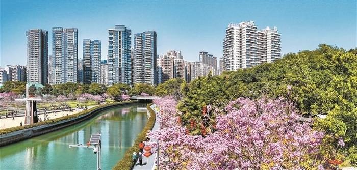 南山区中心河公园河畔两岸紫花风铃木绚丽绽放,吸引了众多市民前来赏花拍照。 深圳特区报记者 周红声 摄