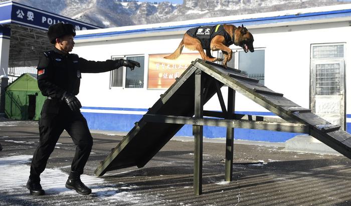 来自边境检查站的警犬“汪汪队”