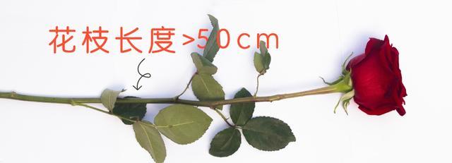 情人节送花时，我们在送些什么？