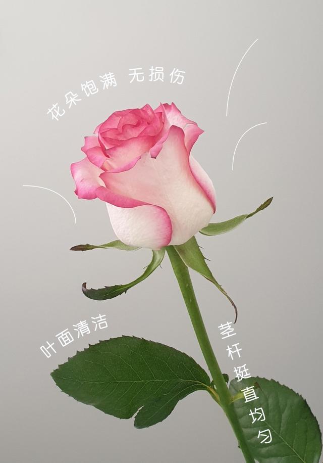 情人节送花时，我们在送些什么？