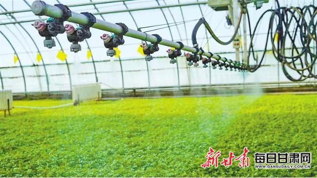 【图片新闻】榆中水合蔬菜产销专业合作社内 悬臂式喷灌机为芹菜种苗喷灌