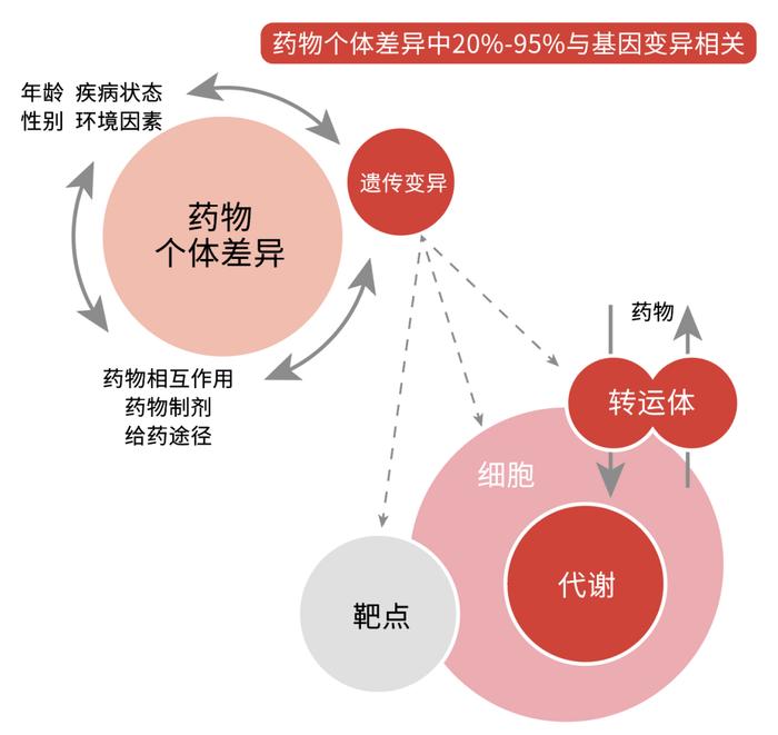 个体化用药！华大基因心血管疾病药物基因检测产品正式发布