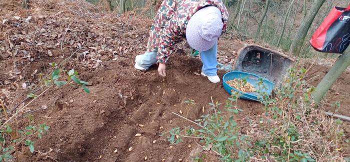 大方县小屯乡：林下种植走出天麻致富路