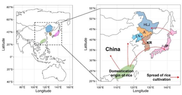 科学家解码东北水稻育种史