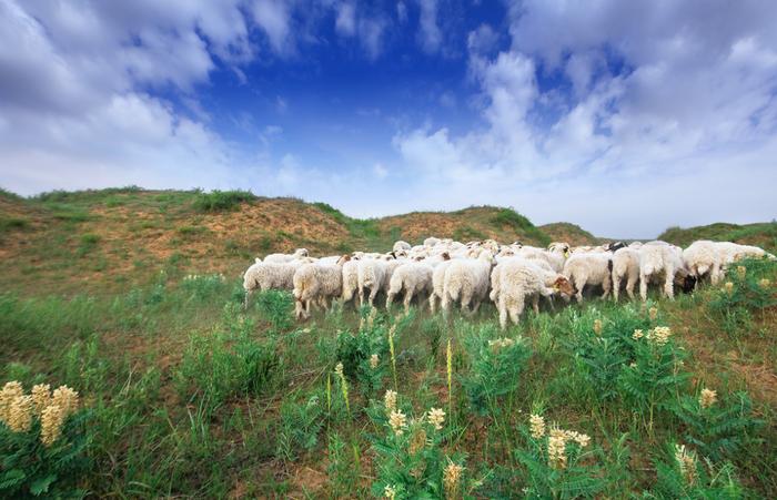 宁夏盐池滩羊肉入选全国特质农产品名录